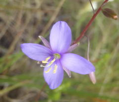 Heliophila subulata