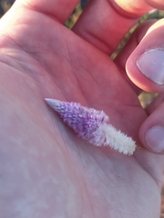 Ptilotus calostachyus