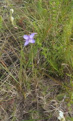 Heliophila subulata