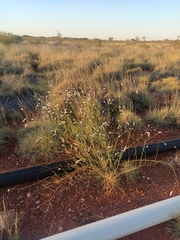 Ptilotus calostachyus