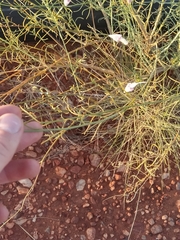 Ptilotus calostachyus