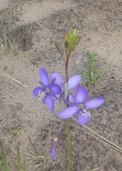 Heliophila subulata