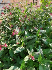 Impatiens glandulifera