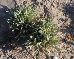 Gazania splendidissima