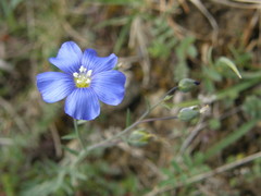 Linum leonii