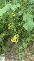 Rorippa brachycarpa