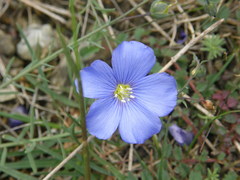 Linum leonii
