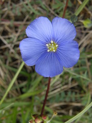 Linum leonii