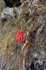 Disa ferruginea