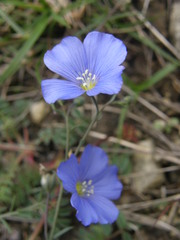 Linum leonii