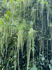 Itea ilicifolia