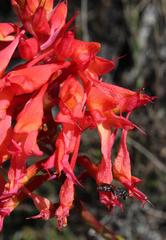 Disa ferruginea