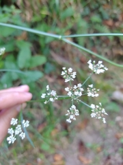 Selinum broteroi