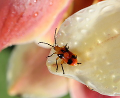 Stethopachys formosa