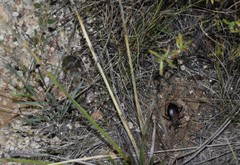 Perognathus