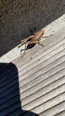 Pholidoptera griseoaptera