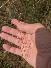Camelina rumelica