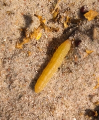 Cteniopus sulphureus