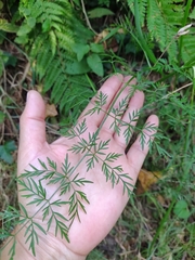 Selinum broteroi