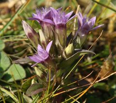 Gentianella anisodonta