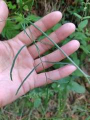Selinum broteroi