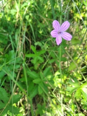 Geranium asphodeloides tauricum
