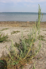 Atriplex intracontinentalis