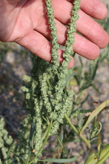 Atriplex intracontinentalis