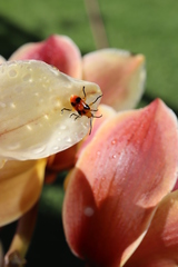 Stethopachys formosa