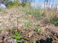 Lepidium cartilagineum