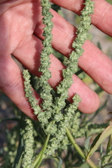 Atriplex intracontinentalis