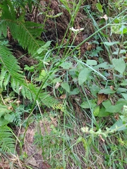 Selinum broteroi