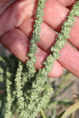 Atriplex intracontinentalis