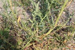Atriplex intracontinentalis