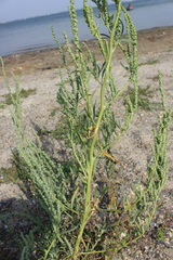 Atriplex intracontinentalis