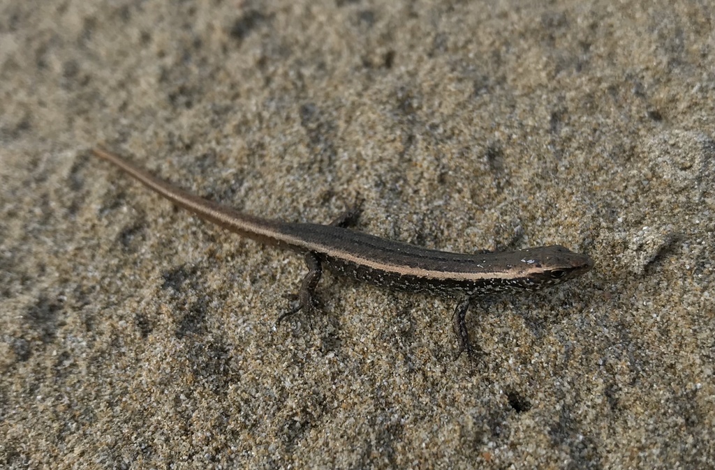 Shore Skink
