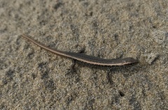 Shore Skink photo 2