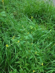 Sisymbrium officinale