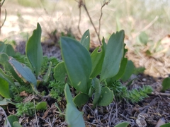 Lepidium cartilagineum