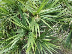 Pandanus heterocarpus