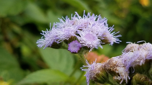 Ageratum houstonianum image