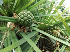 Pandanus heterocarpus