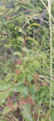 Spiraea flexuosa