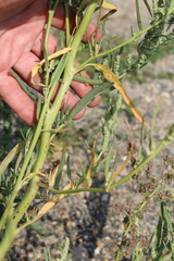 Atriplex intracontinentalis