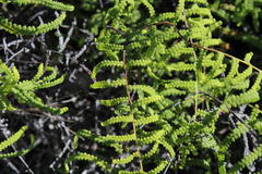 Gleichenia polypodioides
