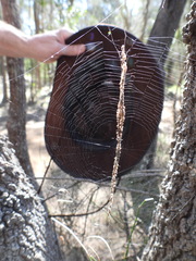 Cyclosa bacilliformis