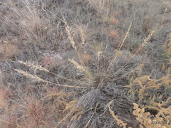 Eragrostis gummiflua