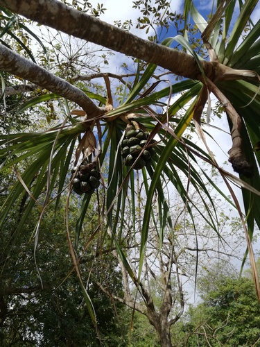 Pandanus tenuifolius image