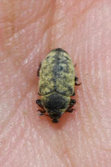Larinus minutus