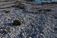 Choromytilus meridionalis